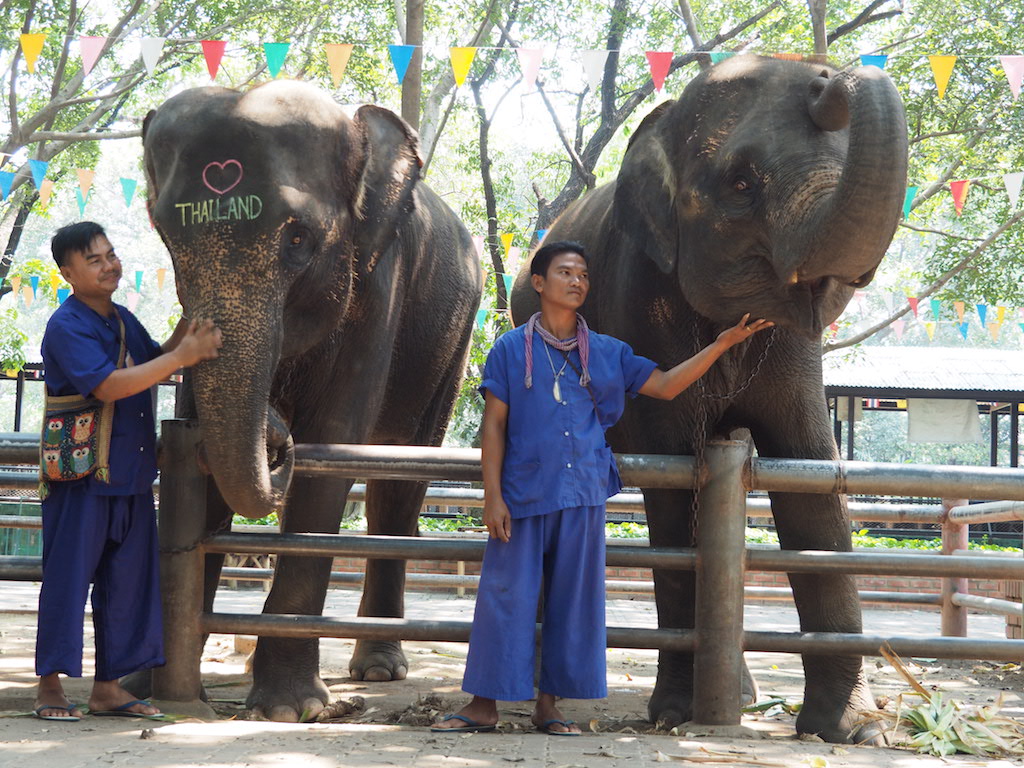 象に乗りたい！　そんな願いが叶うバンコクから一番近い象園 「サンプラーン・エレファント・グラウンド＆ズー」へ