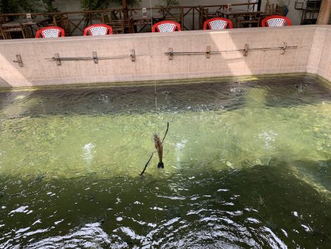 エビ釣り　手長エビ